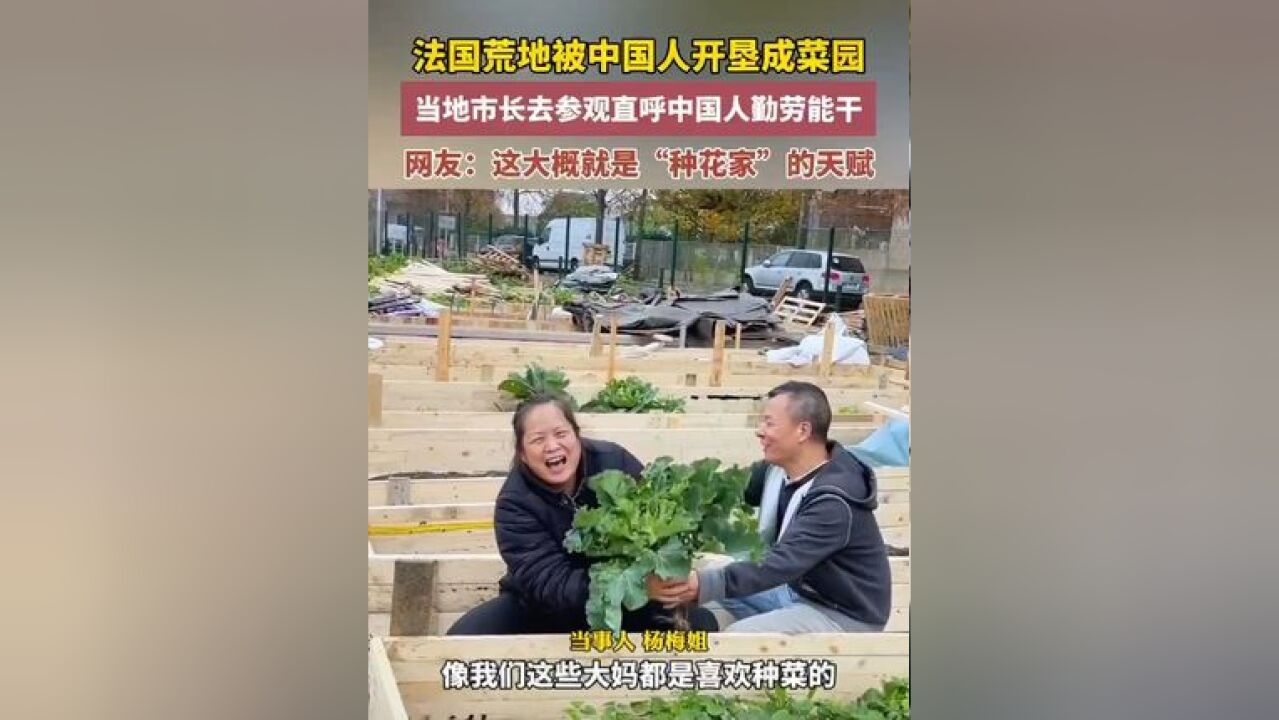 法国荒地被中国人开垦成菜园,当地市长去参观直呼中国人勤劳能干,网友:这大概就是“种花家”的天赋,来源:齐鲁频道