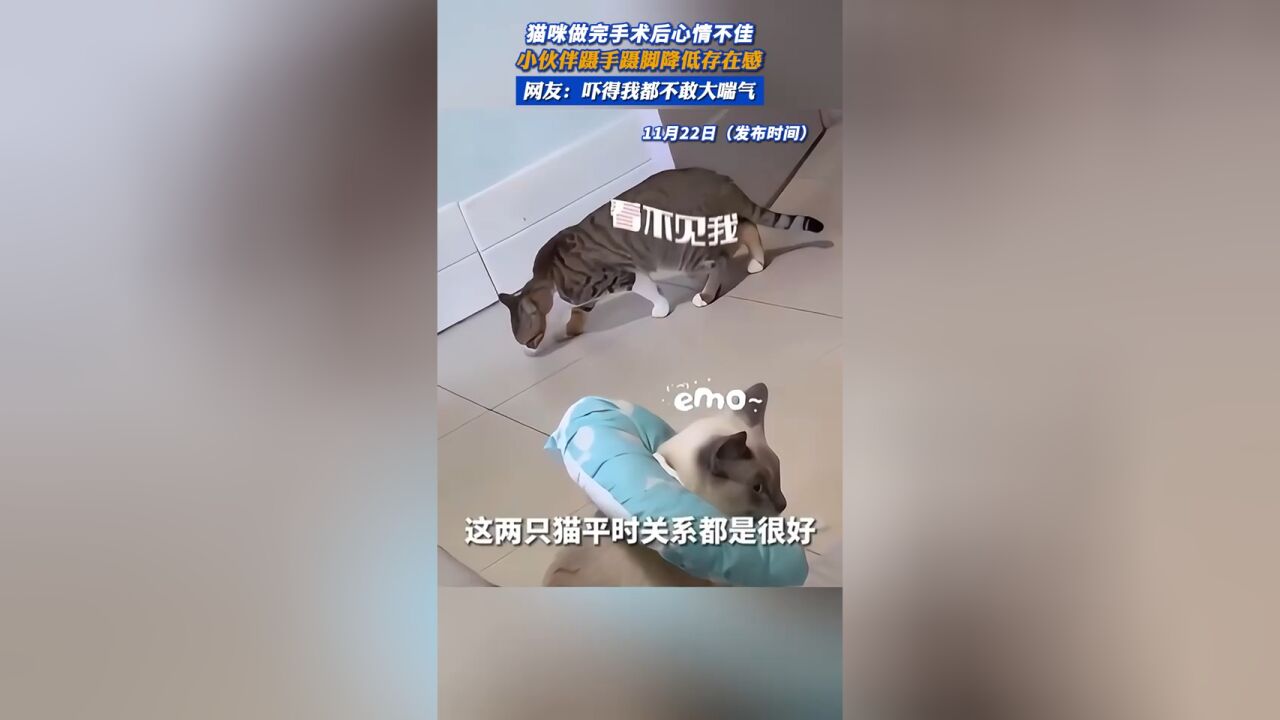 猫咪做完手术后心情不佳,小伙伴蹑手蹑脚降低存在感