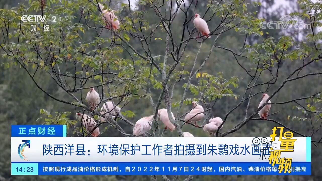 陕西洋县:环境保护工作者拍摄到朱鹮戏水画面