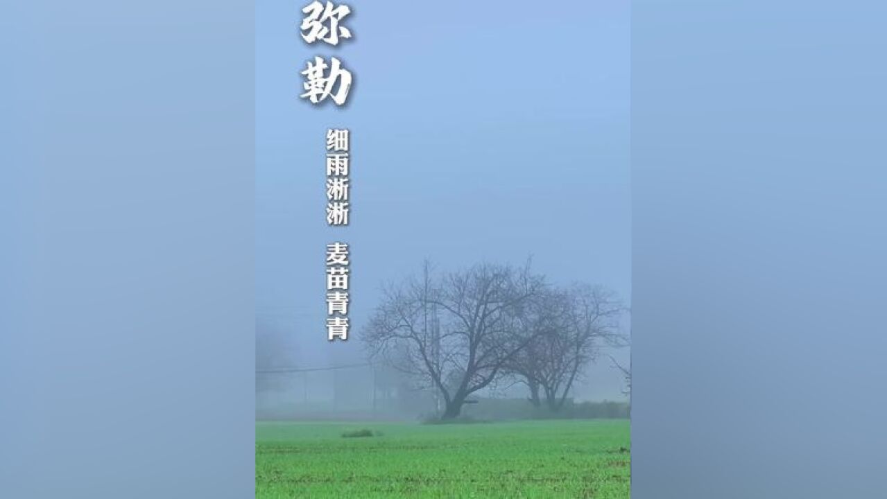 弥勒:细雨淅淅 麦苗青青