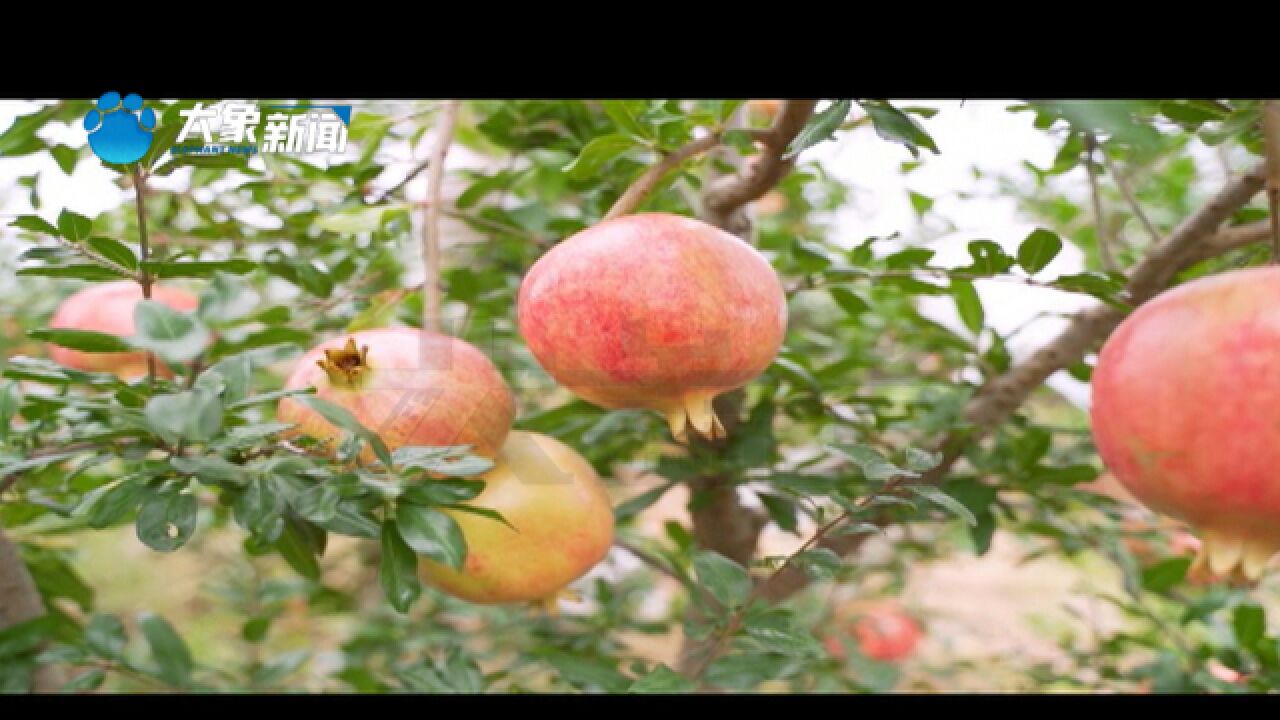 河南荥阳:大学生返乡创业,带领村民直播带货,通过卖石榴走上致富之路!