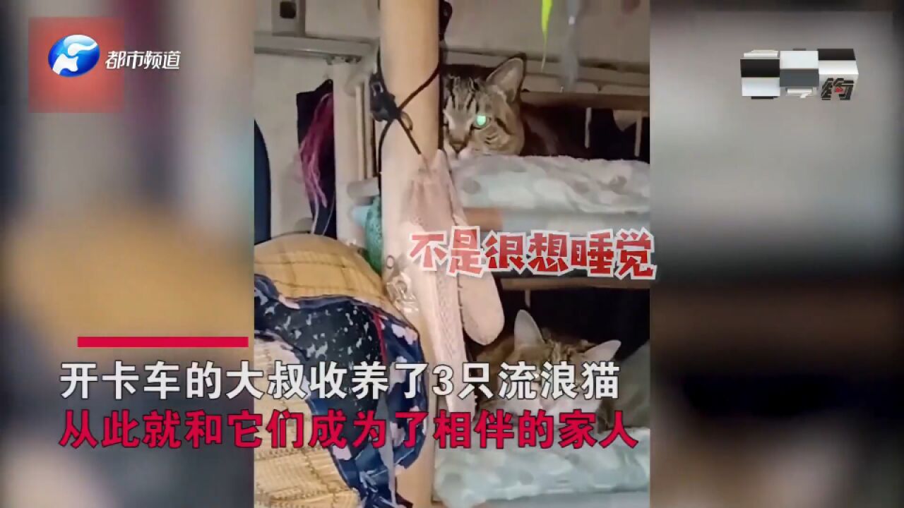 卡车司机收养流浪猫,从此成为相伴的家人,1人1车3猫就是生活!