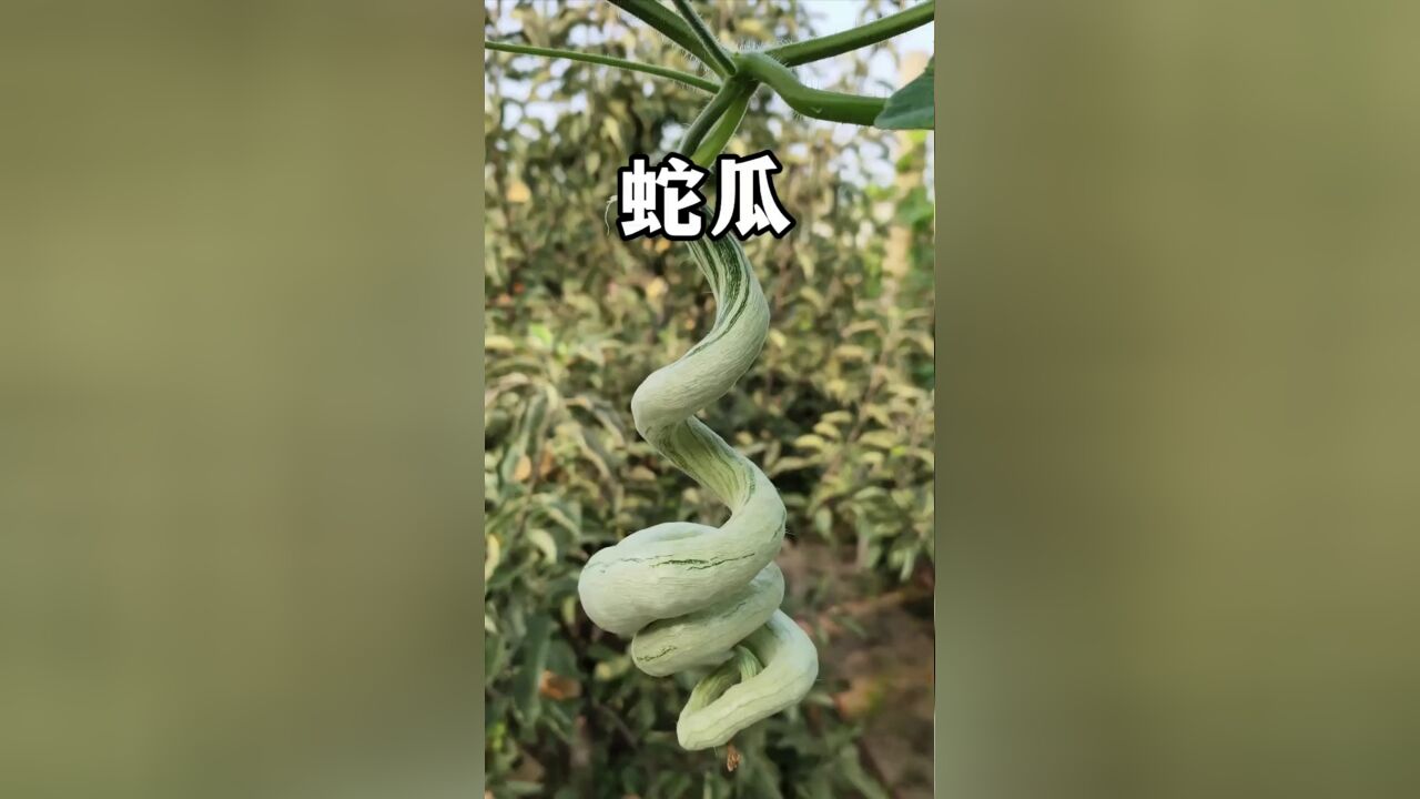 电视剧《小巷人家》里的蛇瓜,到底是什么瓜?好不好吃呢