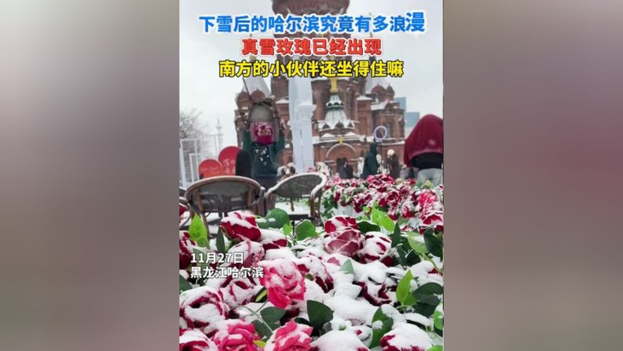 下雪后的哈尔滨究竟有多浪漫 真雪玫瑰已经出现 南方的小伙伴还坐得住嘛