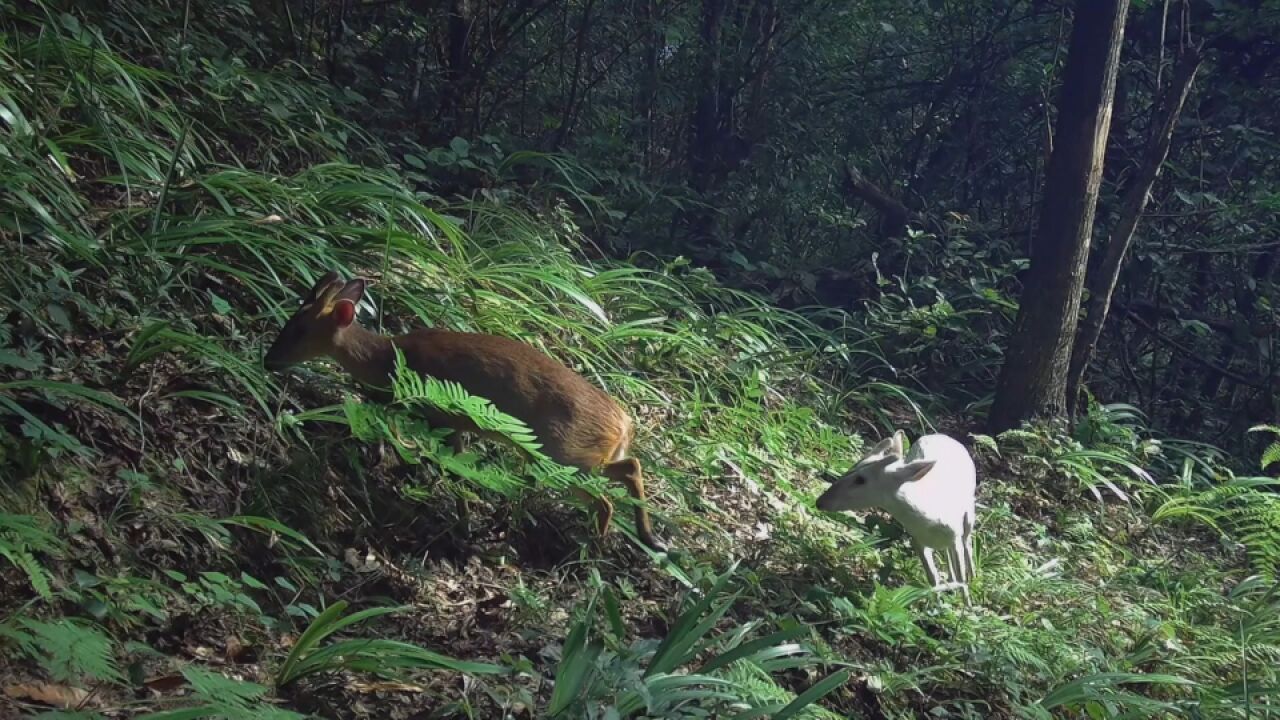 湖北巴东白黄双麂罕见同框:一前一后行走,在林间觅食