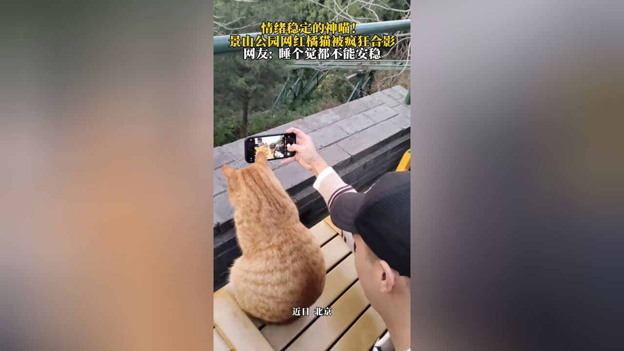 情绪稳定的神喵!景山公园网红橘猫被疯狂合