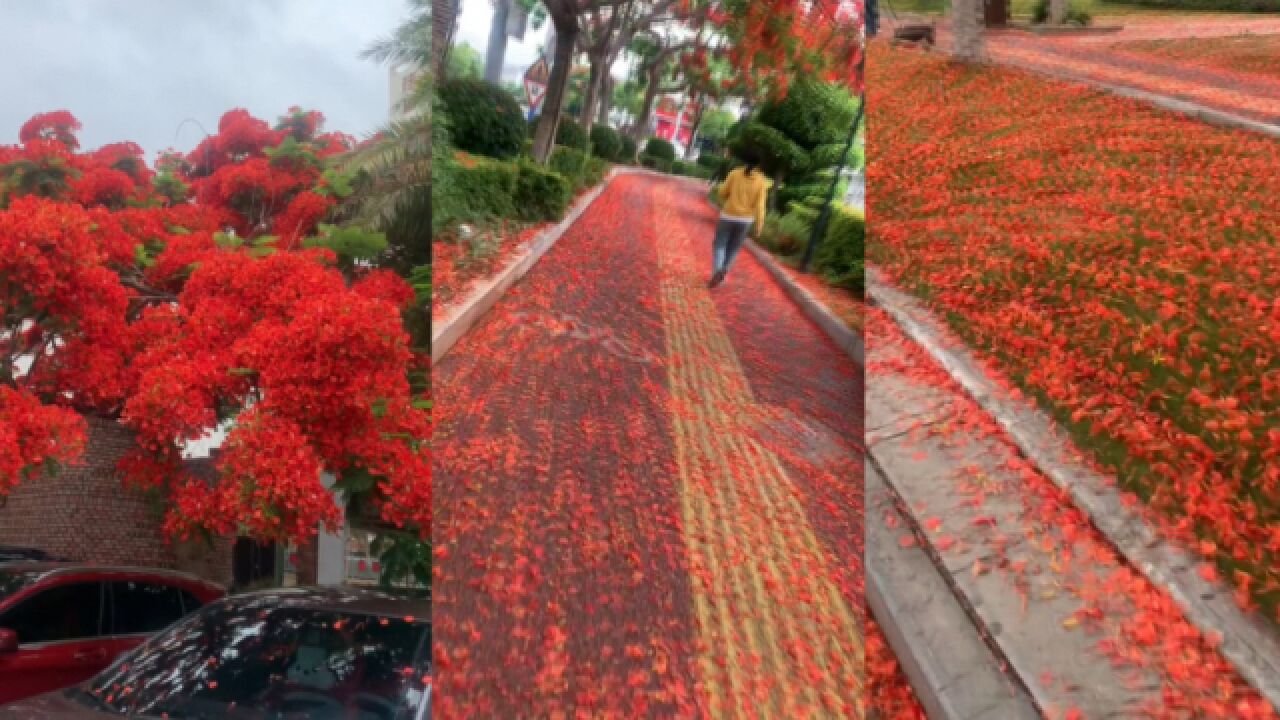 网友拍下雨后的云南街头,红色花瓣散落满地,浪漫前行如走红毯