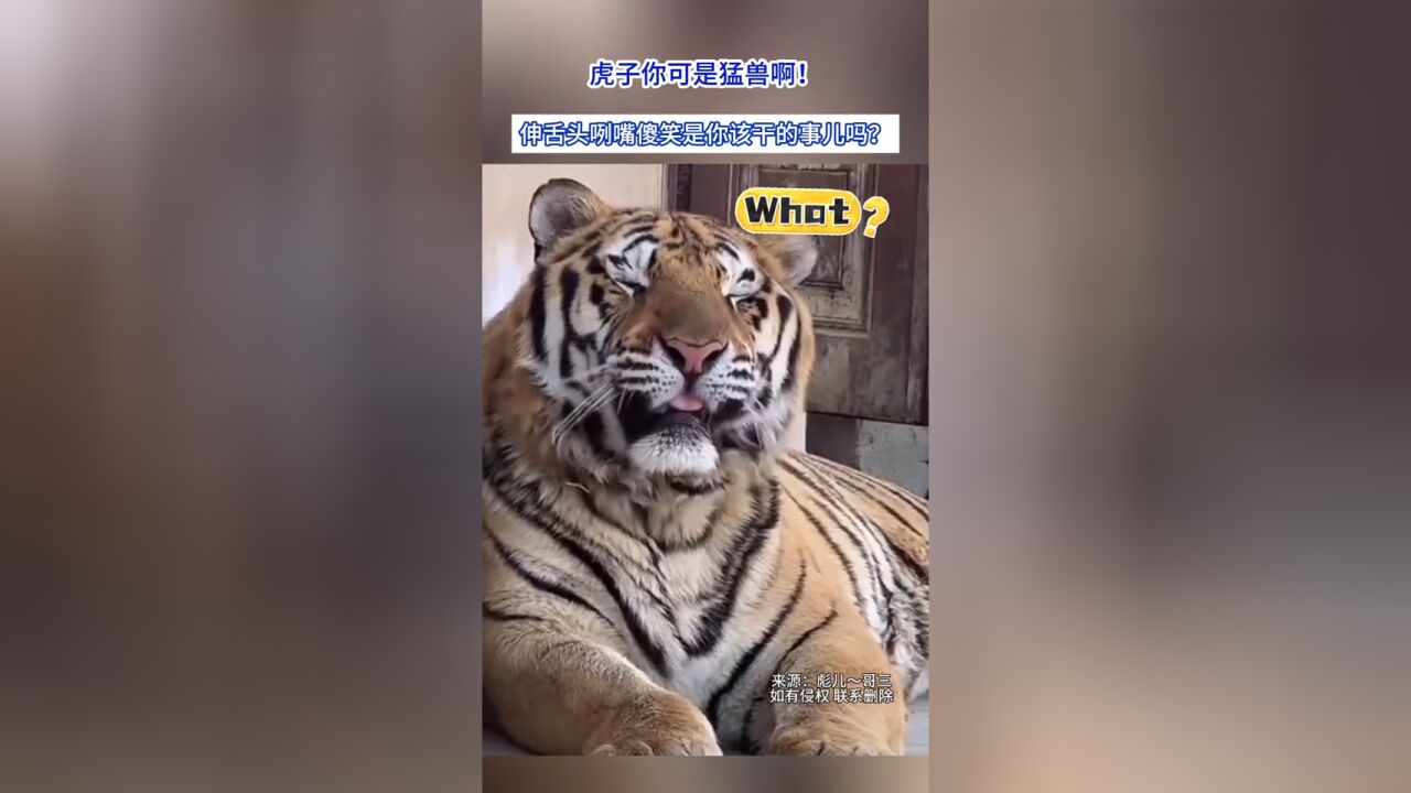 虎子你可是猛兽啊!伸舌头咧嘴傻笑是你该干的事儿吗?