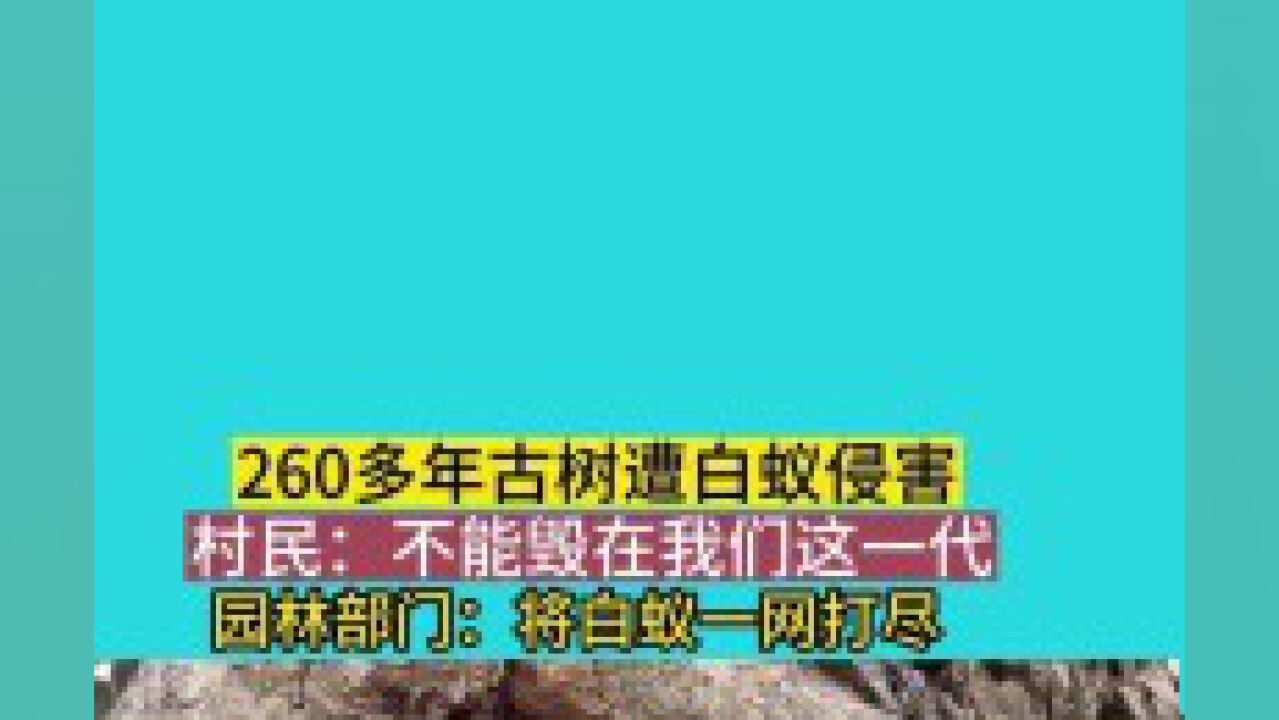 260多年古树遭白蚁侵害,村民:不能毁在我们这一代,园林部门:将白蚁一网打尽