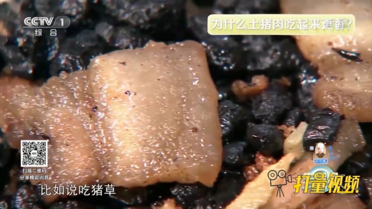 为什么土猪肉吃起来更香?它与猪肉肌内脂肪含量和猪饲料有关