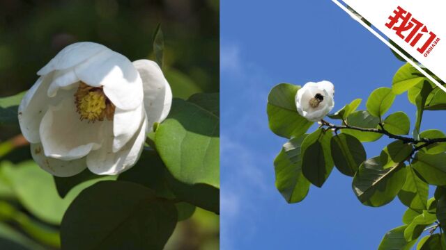 贵州首次发现国家二级保护野生植物圆叶天女花:花开宛如“天女散花”