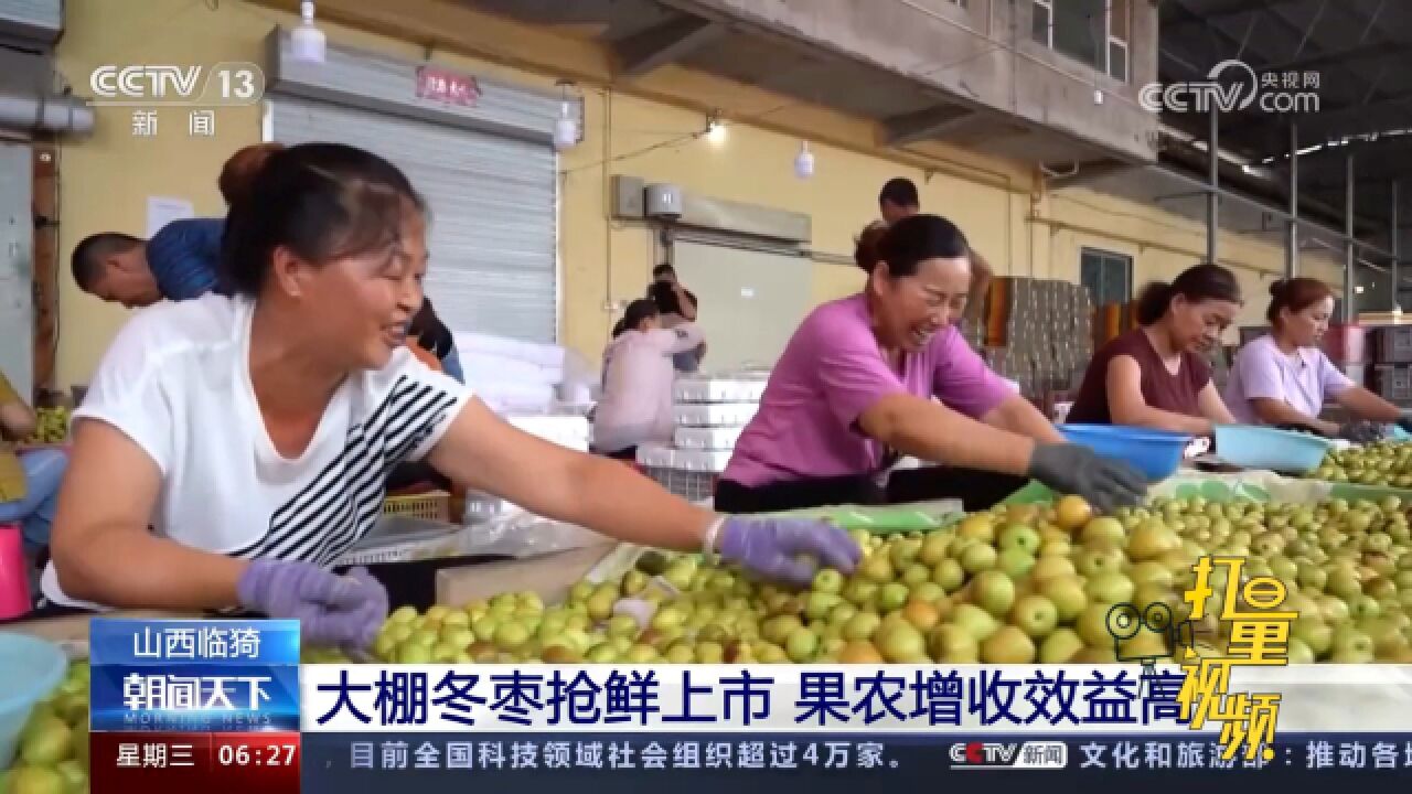 山西临猗:大棚冬枣抢鲜上市,果农增收效益高