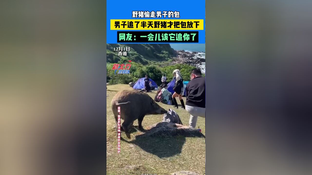 野猪偷走男子的包,男子追了半天野猪才把包放下