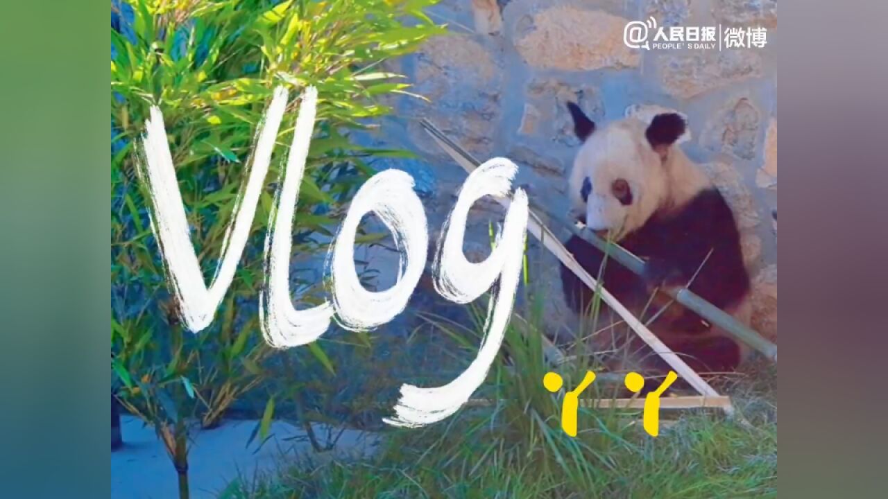 丫丫vlog合集!网友:循环看都看不够