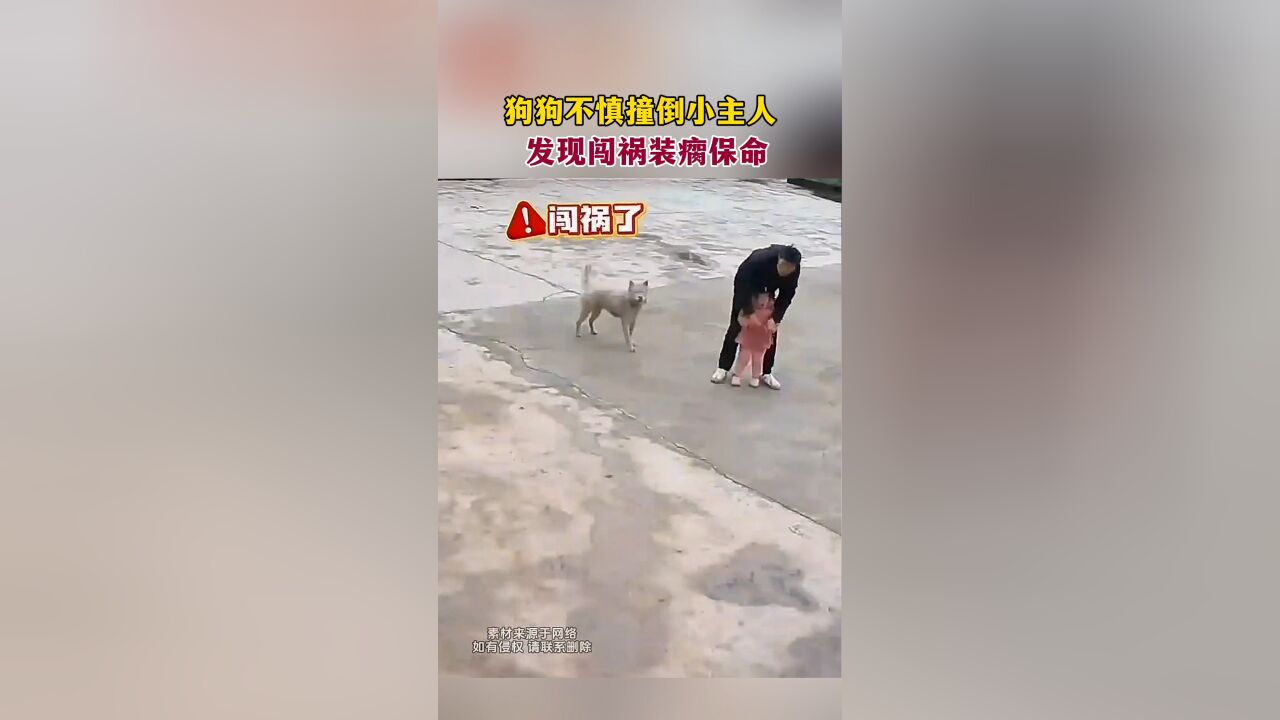 狗狗不慎撞倒小主人 发现闯祸装瘸保命