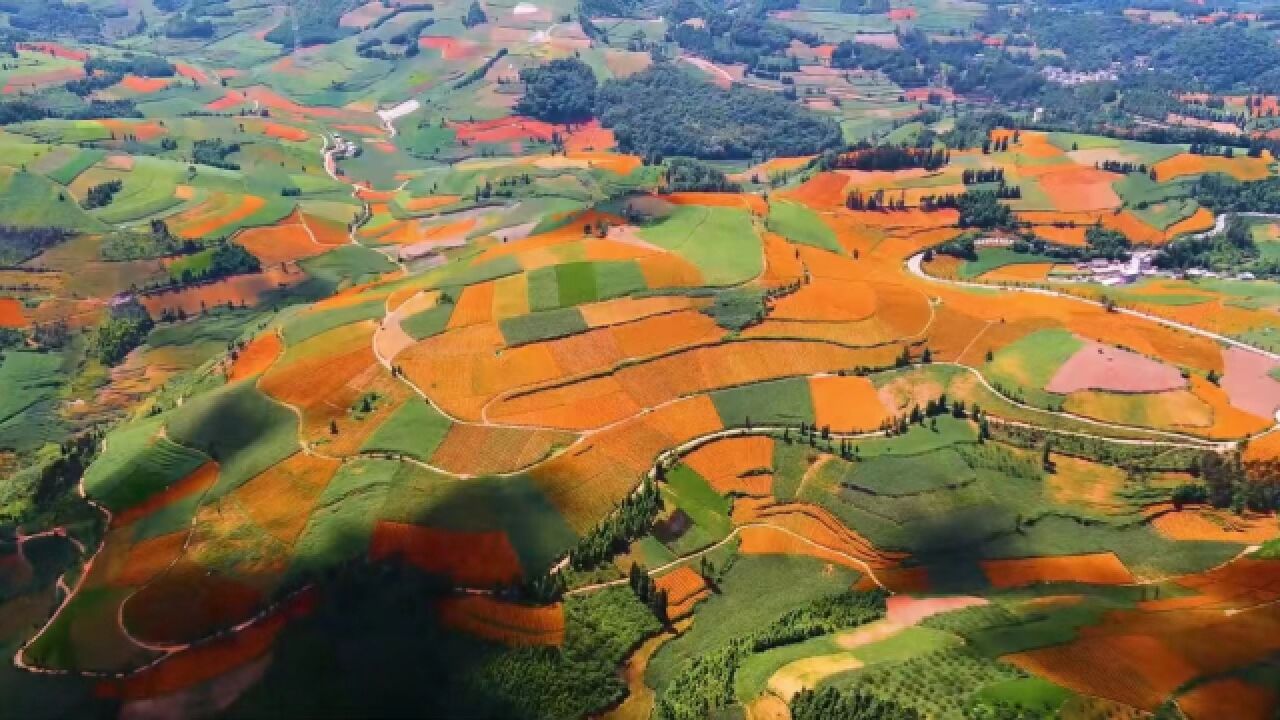 遍地金黄!云南屏边万亩万寿菊金色花海绽放