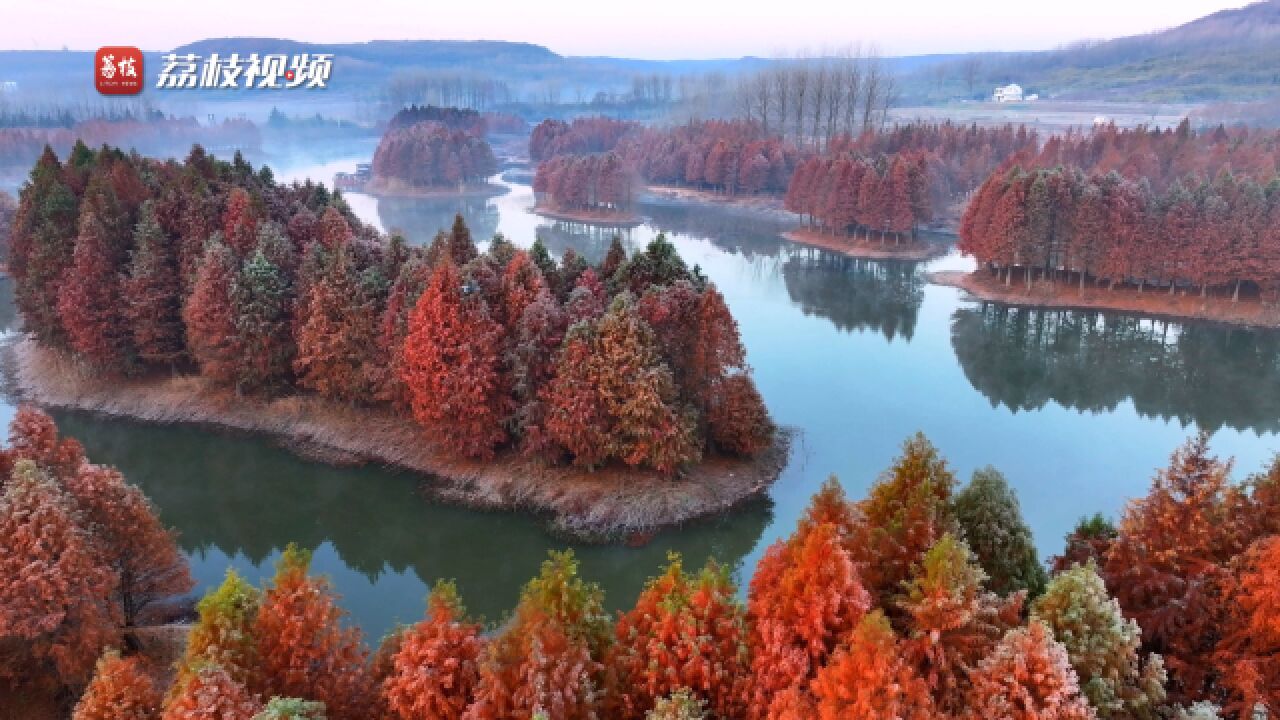 半江瑟瑟半江红!淮安天泉湖冬日水杉上“浓妆”如入童话世界