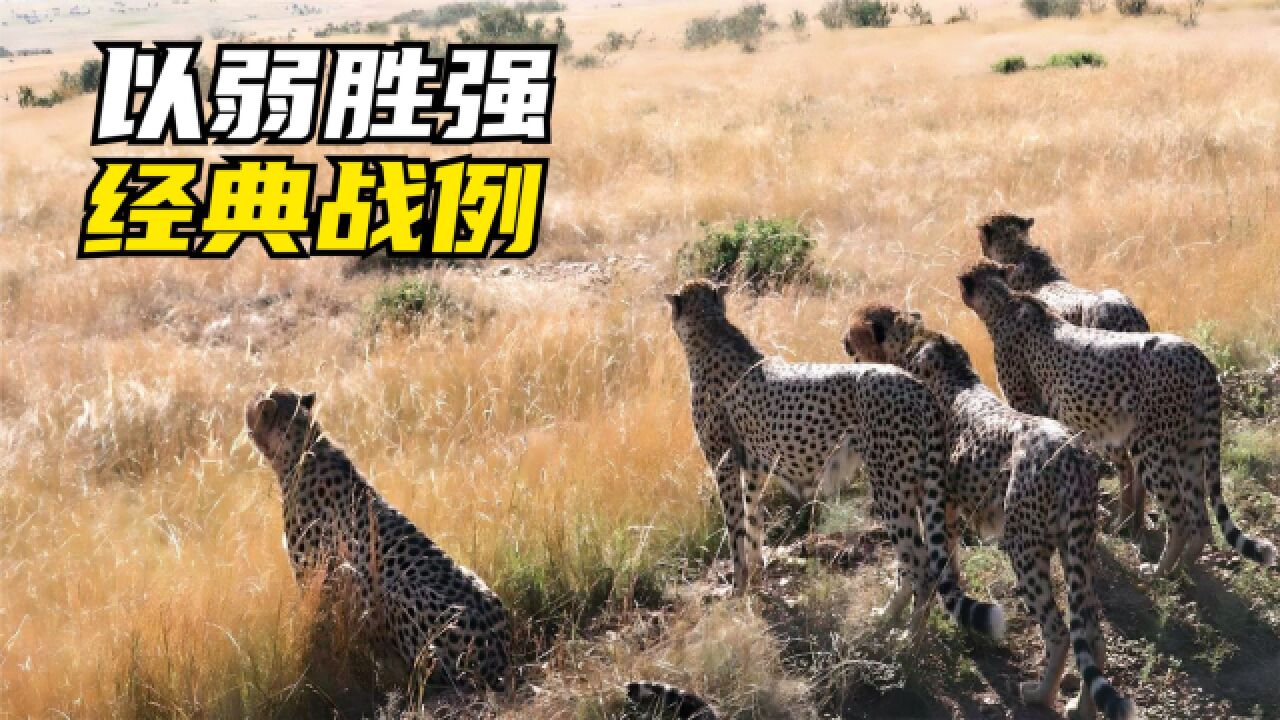 猎豹兄弟领地富饶,五只猎豹分外眼红,强势入侵