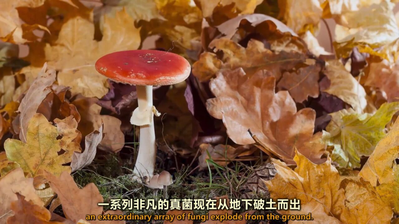 真菌是大自然中的神秘一族,在肃杀的季节绽放还供养森林