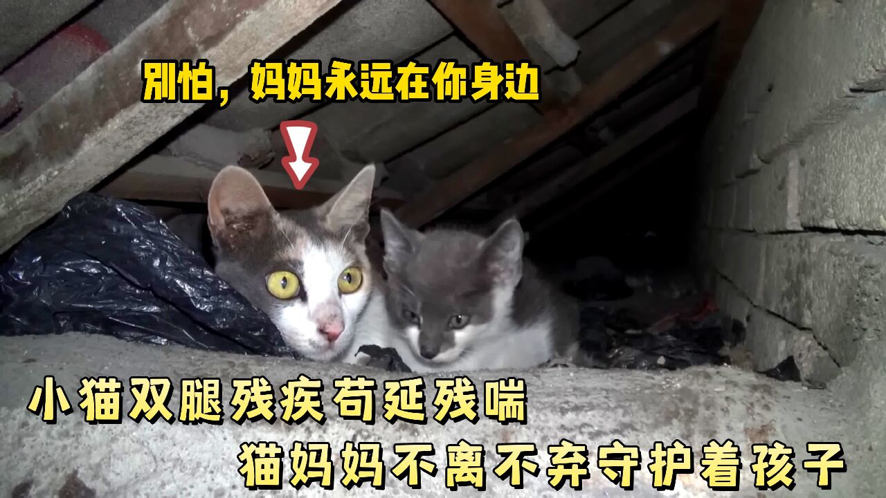 流浪猫“被迫”住在楼顶,即使遇到危险也不肯离开,看完我泪目了