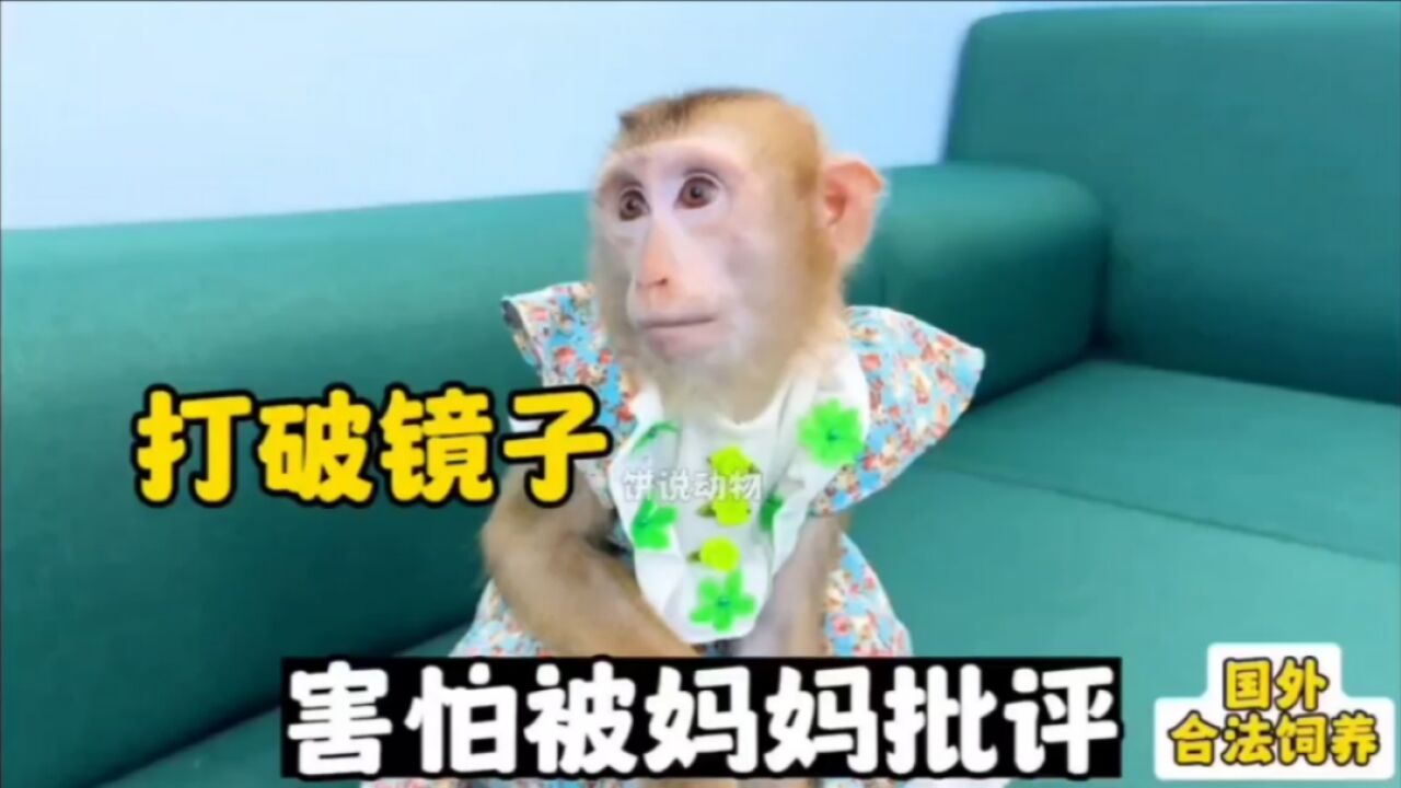 小猴子打坏了镜子,妈妈很生气,让小猴子罚站|纪录片