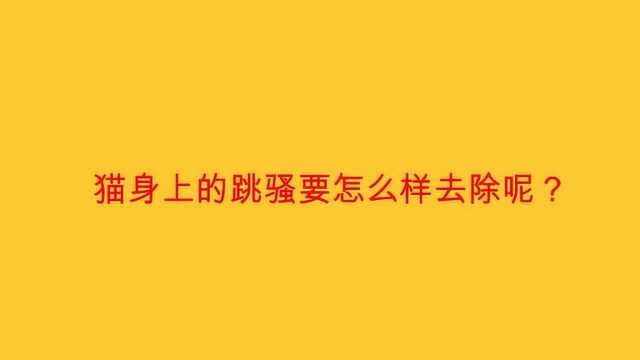 猫身上的跳骚要怎么样去除呢?