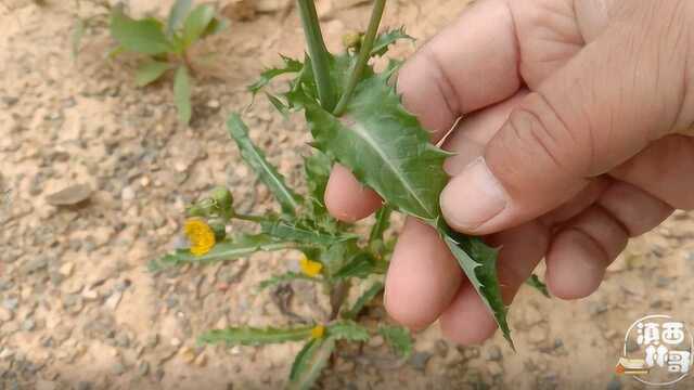 农村一种罕见的草本植物,叶子长有很多刺,全身都是宝,你认识吗