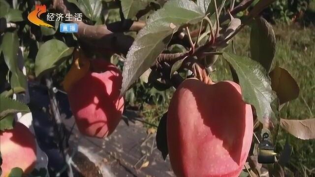 保定阜平县:游客走进来农产品走出去,把绿水青山变成金山银山