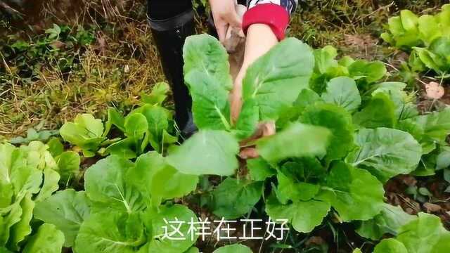 一群大雁往南飞,天气逐渐转冷,这种菜赶紧移栽