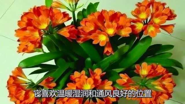 家里养有这五种花草,招财又旺运,99%的人都不知道!