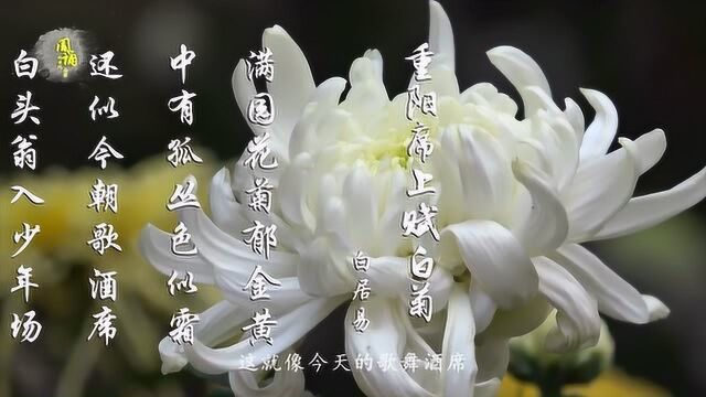 白居易 重阳席上赋白菊 还似今朝歌酒席 白头翁入少年场