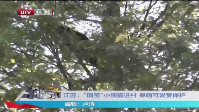 国宝小熊猫进村 可爱受保护 野生动物不能伤害它