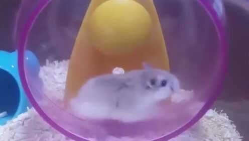 小仓鼠锻炼身体,跑的太快了连自己都甩出去了,爬起来还继续跑! - 腾讯视频