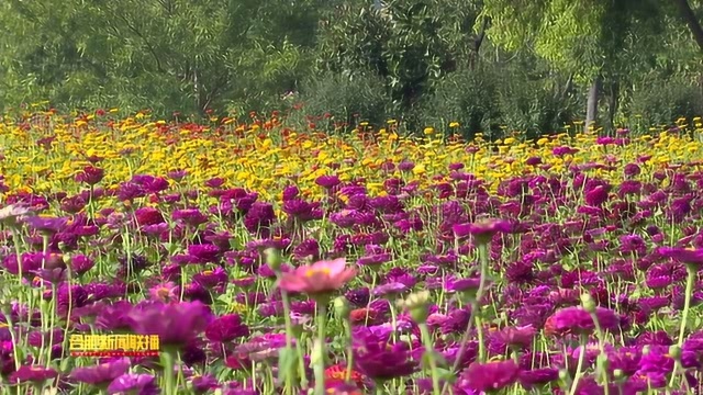 赏秋“网红”打卡地 四季花海景添“花”