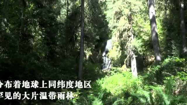 奥林匹克半岛的霍河雨林,现实中的绿林仙踪,1981年列入世界遗产