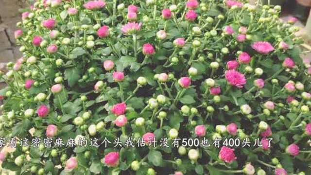 这种菊花号称“千头菊”,一盆长上千个花苞,可以开成球