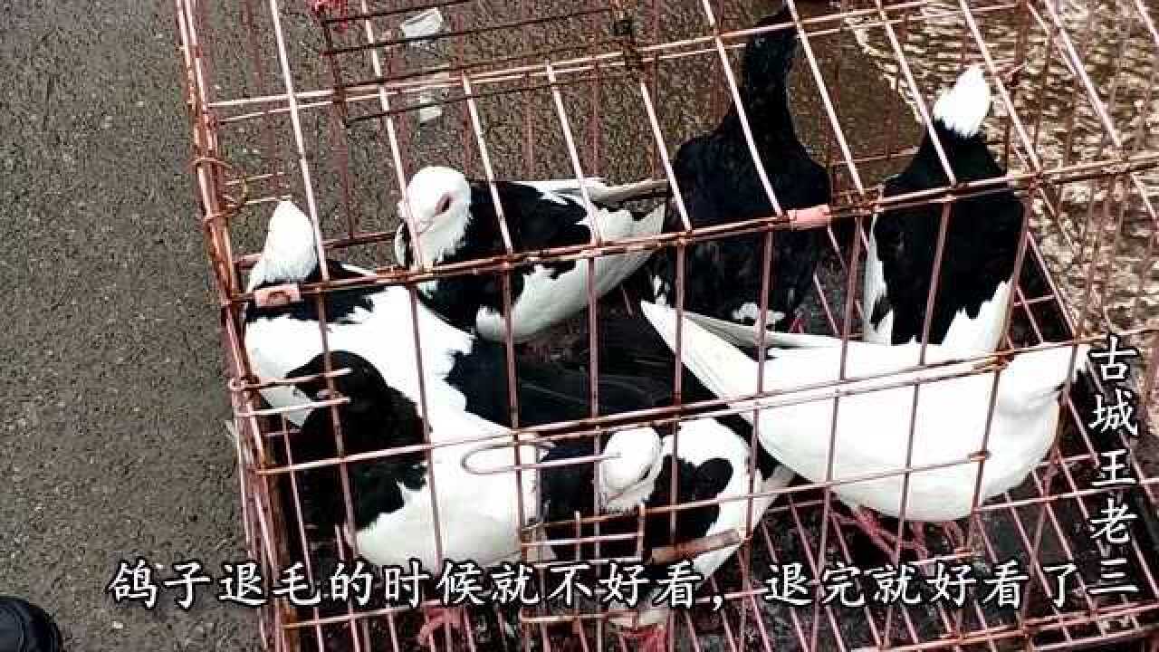 信鸽鸽子笼多少钱一组 1280