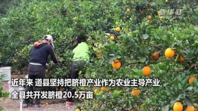 湖南道县:小脐橙 大产业