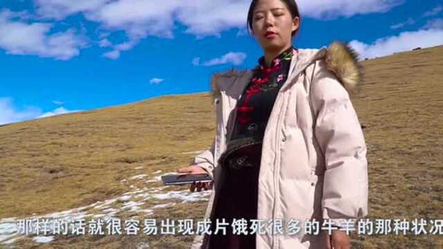 舅舅家正在宰牛,突然发现有牦牛丢了,娜朵主动深入雪山帮忙寻找