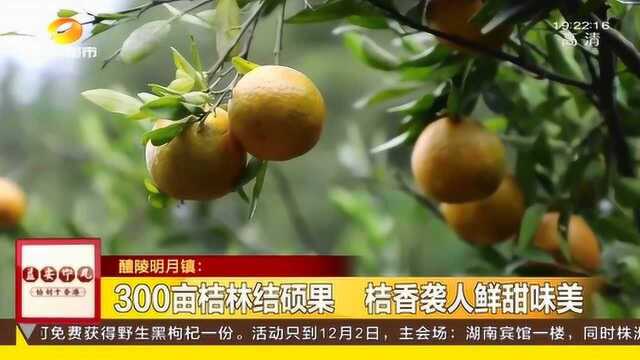 崀山脐橙喜丰收 果农穿梭在240亩果林 享受丰收的喜悦