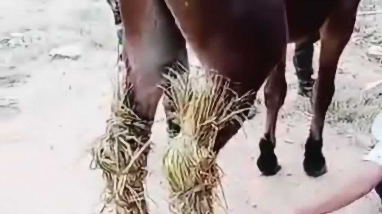 马蹄上绑上干草是什么意思大神解释一下吧