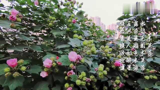 漯河沙澧河边木芙蓉