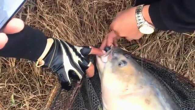 大哥又中标鱼了,这么大的标鱼就像水里的怪物一样,实在是太大了!