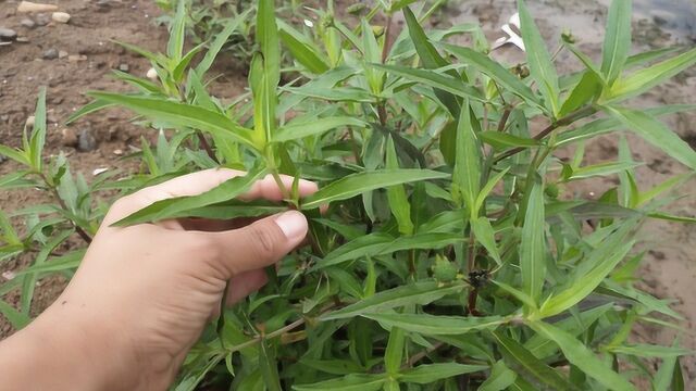 农村常见植物“墨旱莲”,生活中的用途却很广?快来认识下吧!