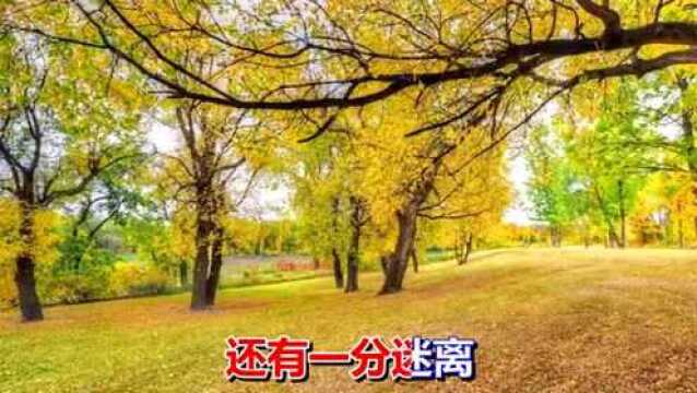 一首情歌《秋缠》