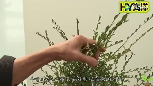 枸杞盆景要采用这种“蛮横”的方式对待!它才好好长大