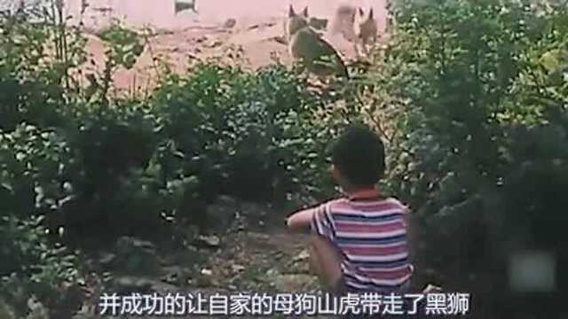 《狼犬历险记》狼犬公主被害!张蚂蚱含泪将狼牙送还警犬队!