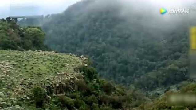 荒野求生:夫妻档把千年大树当天然雨伞,树干上搭住处太棒了