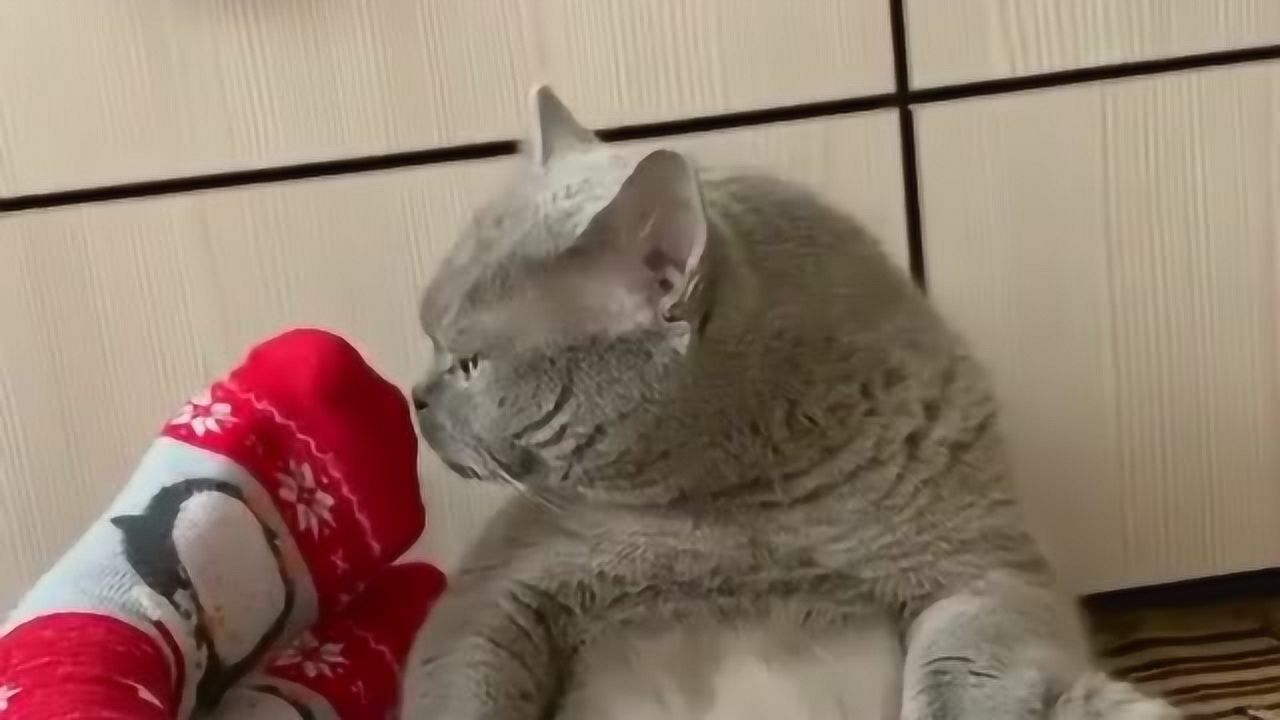 猫咪我闻闻到底有多臭瞬间大脑一片空白分不清现实还是幻境了