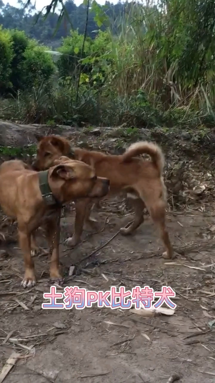 土狗pk比特犬